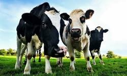 90 vacas provocan la explosión de su granja