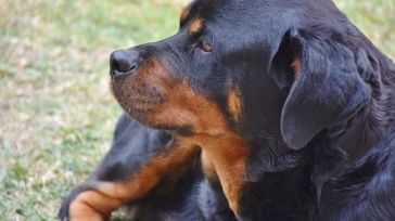 Muere el anciano al que mutilaron tres perros en Madrid