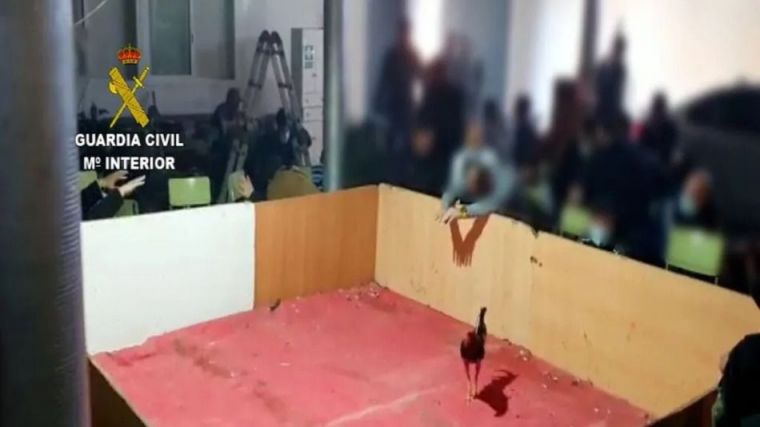 Drogas, armas y apuestas: Disuelven una pelea de gallos ilegal con cerca de 90 personas