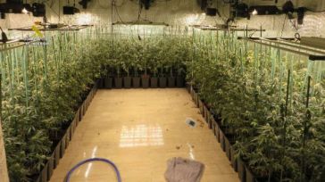 La nueva moda: Plantaciones de marihuana itinerantes