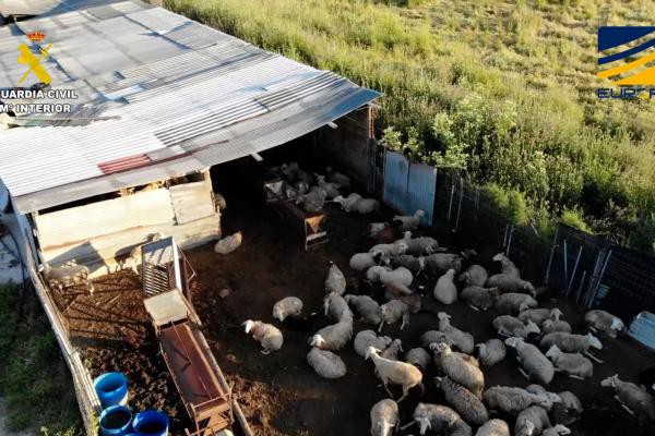 ¿Estás comiendo carne peligrosa? Descubre la red clandestina desmantelada en España