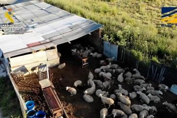 ¿Estás comiendo carne peligrosa? Descubre la red clandestina desmantelada en España