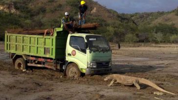 Indonesia prepara su polémico ‘Jurassic Park’