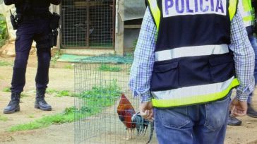 Peleas de gallos con menores como testigos jaleando a los animales hasta la muerte