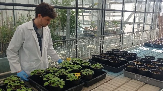 Nanopartículas contra el SARS-CoV-2... ¿Usando plantas?