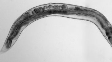 Un gusano como herramienta esencial contra el párkinson