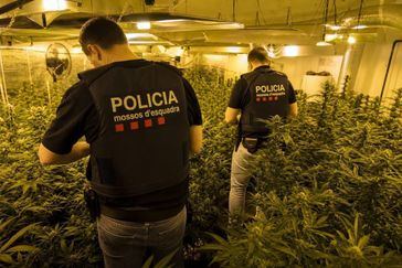 Mossos desmantelan plantaciones de marihuana y arrestan a cinco miembros de una banda internacional