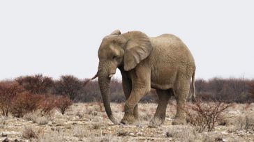 [Video] Un elefante le aplasta tras acercarse demasiado para fotografiarle