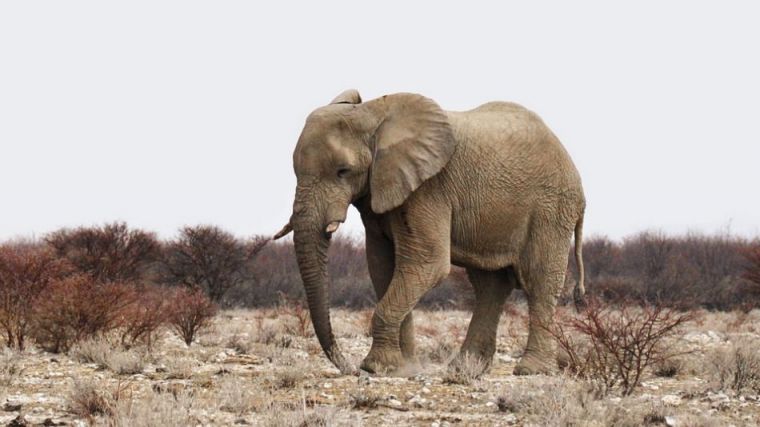 [Video] Un elefante le aplasta tras acercarse demasiado para fotografiarle