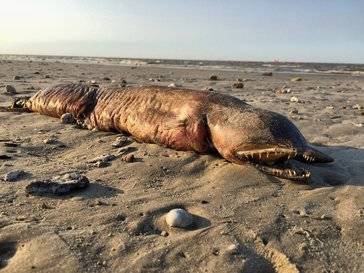 Los monstruos marinos que atemorizan a los bañistas