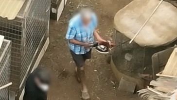 Cinco veterinarios sin licencia arrestados por cruel maltrato a gallos de pelea en Tenerife