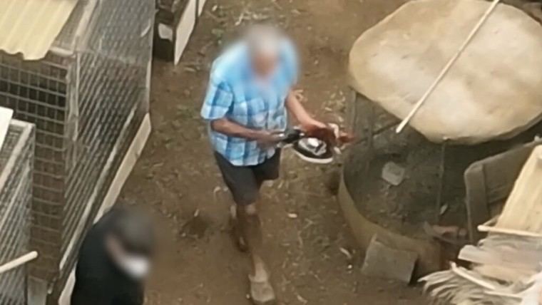 Cinco veterinarios sin licencia arrestados por cruel maltrato a gallos de pelea en Tenerife