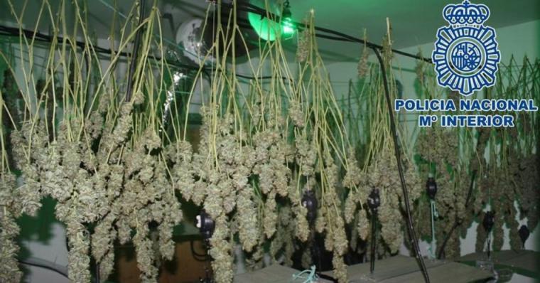 Saca a la calle a su madre muerta para evitar que vieran su plantación de marihuana