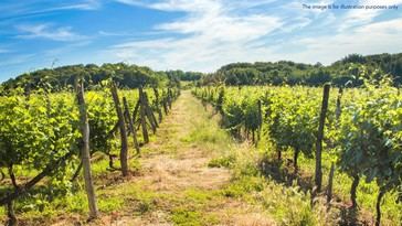 Investigación urgente en Croacia por corrupción en fondos agrícolas de la UE