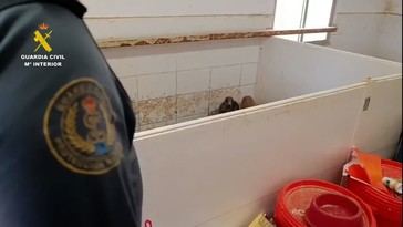 Desmantelan red de tráfico ilegal de animales exóticos en Sevilla