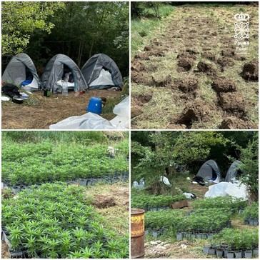 Desmantelan plantación ilegal de marihuana en Tafalla