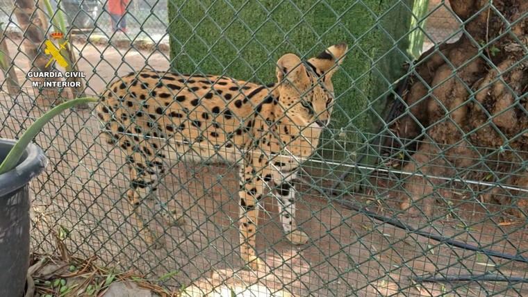 Desmantelan un zoo clandestino con más de 150 animales exóticos en Castellón