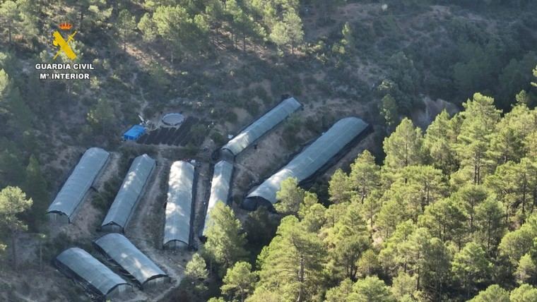 Impactante hallazgo en Teruel: Cuatro hombres arrestados en un gigantesco invernadero de marihuana