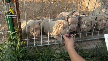 Catorce detenidos por vender perros con amputaciones ilegales