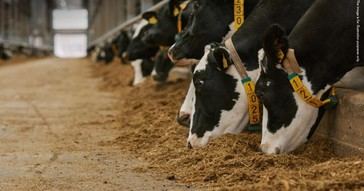 Tres condenados por fraude agrícola en Guayana Francesa