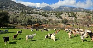 Grecia: 22 personas acusadas en caso de fraude por subsidios agrícolas