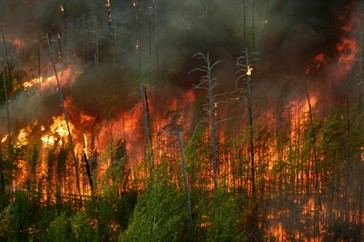 Interior activa la Fase de Preemergencia por incendios forestales en España