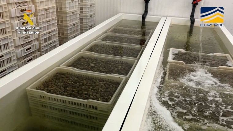 Increíble: 7 toneladas de almejas no aptas para consumo humano incautadas en una operación secreta