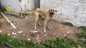 18 personas bajo investigación por maltrato a 75 perros en Cádiz