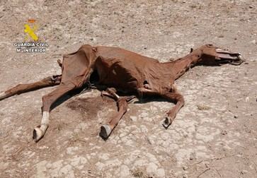 Escalofriante descubrimiento: Caballos muertos y más de 60 en condiciones terribles en Zaragoza