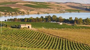 Desmantelan en Italia una red criminal por fraude de 1.4 millones en fondos agrícolas