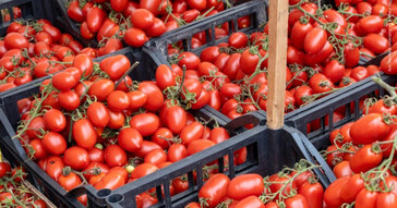 Diez sospechosos, bajo medidas cautelares en Italia por presunto fraude con ayudas agrícolas de la UE