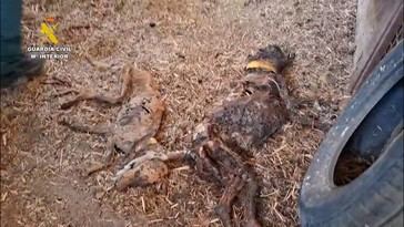 Descubren 32 perros muertos por inanición en una finca de Badajoz