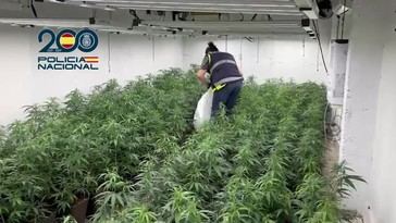 14 detenidos: Enviaban marihuana a Irlanda oculta en sacos de pienso para animales
