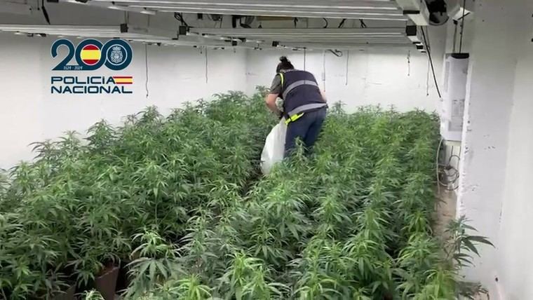 14 detenidos: Enviaban marihuana a Irlanda oculta en sacos de pienso para animales