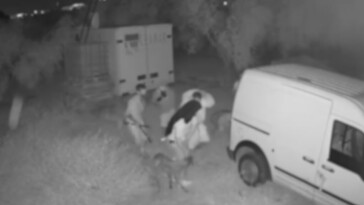 Ocho galgos robados y maltratados son recuperados en Sevilla