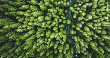 Individuo acusado de fraude en desarrollo forestal en Eslovaquia