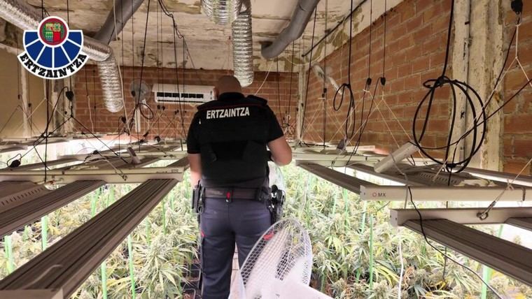 Así fue como un incendio llevó a la policía a desmantelar una plantación secreta de marihuana en Zalla