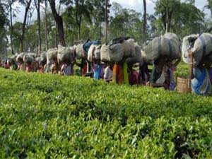 Trabajadores de una plantación de te se pelean con su jefe y se lo comen (India)