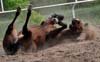 Mató a su caballo por perder una carrera (Mallorca, España)