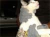 Un gato ayudaba a escapar a los presos de una cárcel de Alagoas (Brasil)