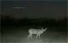 Filmaba un animal y descubrió un ovni (Texas, Estados Unidos)