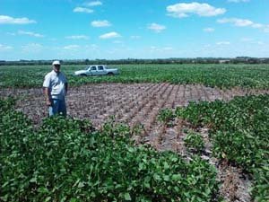 Misteriosas marcas en el campo de la zona rural de Colonia Rocamora (Argentina)